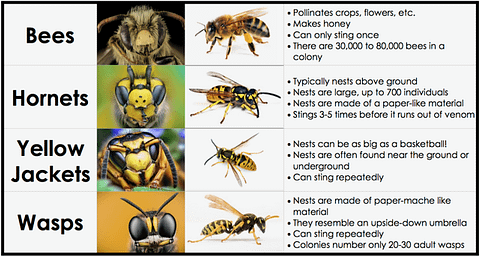 Stinging Pests - Northern Veterinary Clinic