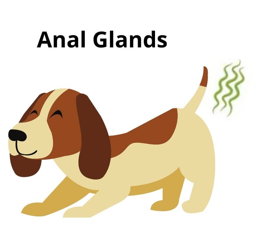 Anal Glands Northern Veterinary Clinic 7037