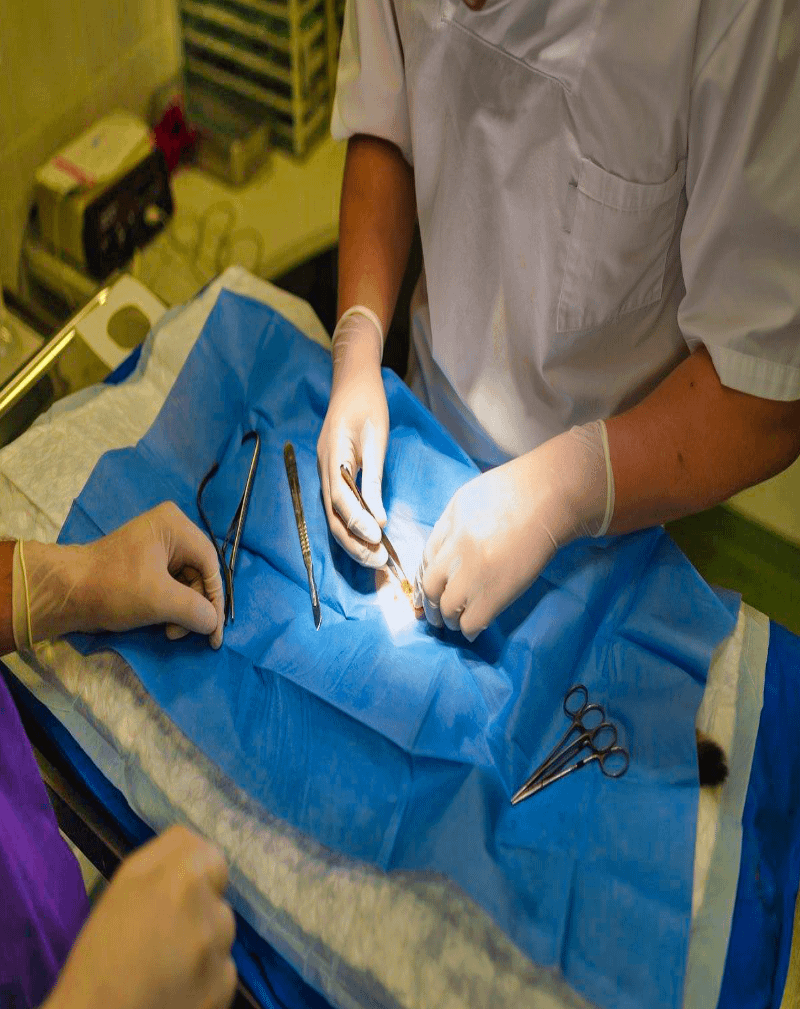 Northern Veterinary Clinic Bemidji Area Veterinarian