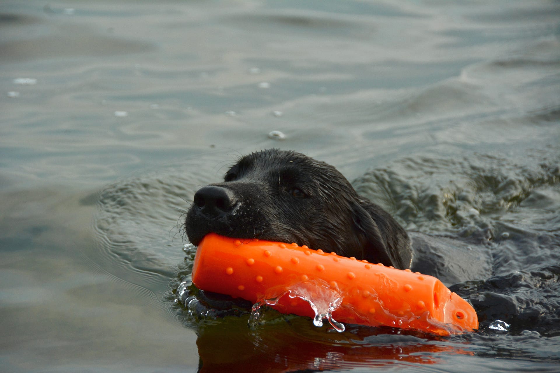 Acute Caudal Myopathy: Limber Tail - Northern Veterinary Clinic